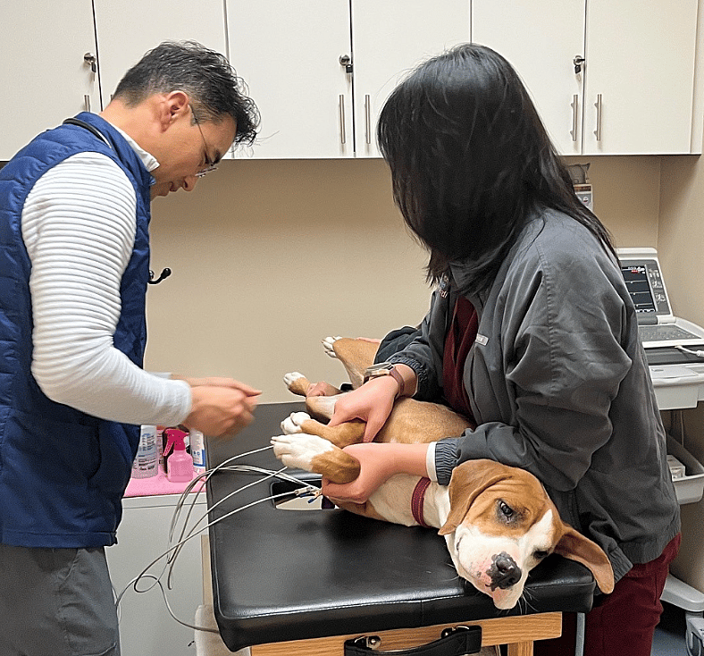 This Shelter Dog’s Heart Was Failing—Until She Got a Rare Surgery Typically Used for Humans